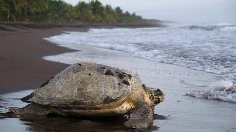 Several species of sea turtles are protected in the Tortuguero National Park in Costa Rica