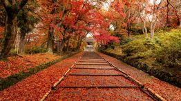 Japan in November: Pleasant Weather and Autumn Colors