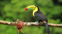 Monteverde Cloud Forest Reserve: Explore the Rainforest
