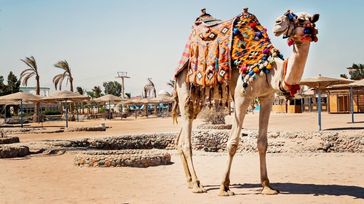Egypt in January: Fantastic Weather, Tours and Tips