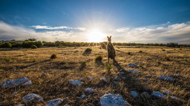 Kangaroo on the landscape of Kangaroo Island in Australia in April.