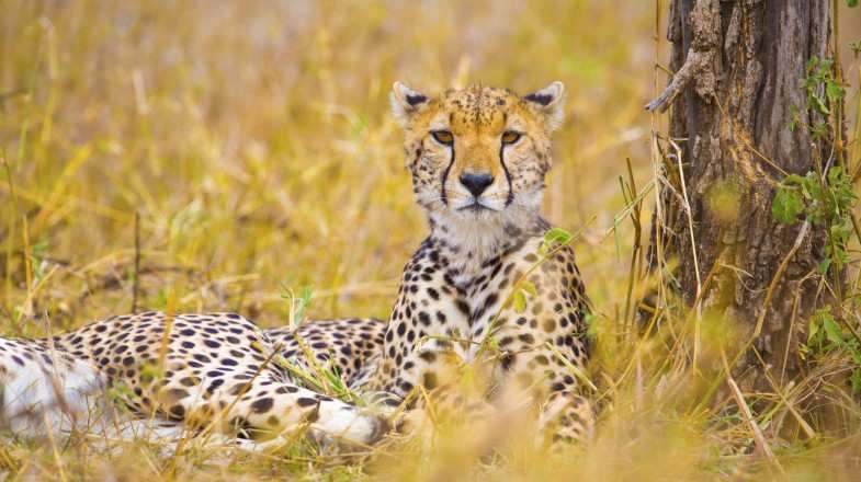 Cheetahs in Ngorongoro Conservation Area