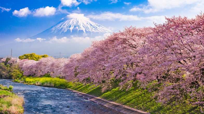 Japan's Shizuoka Prefecture is home to the mighty Mount Fuji and has a lot of fantastic places to experience the cherry blossom festival in Japan.