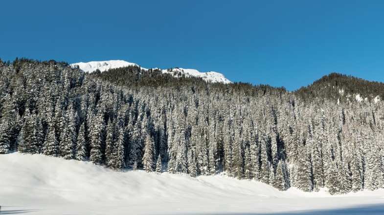 Snow-covered fir trees on a sunny day in Davos in Switzerland in December.