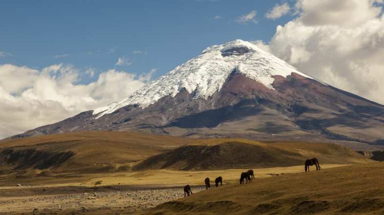 You can see wild horses in the Cotopaxi volcano in Ecuador in July.