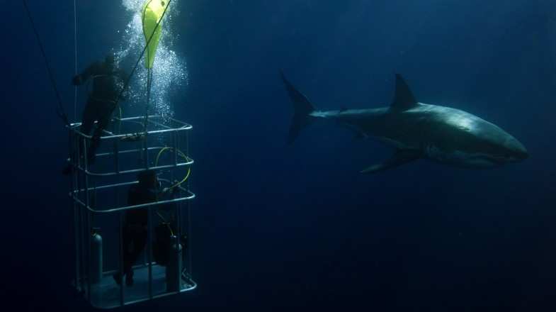 Gansbaai, located in South Africa’s Western Cape, has one of the densest great white shark populations in the world, making it one of the best places to go cage dive