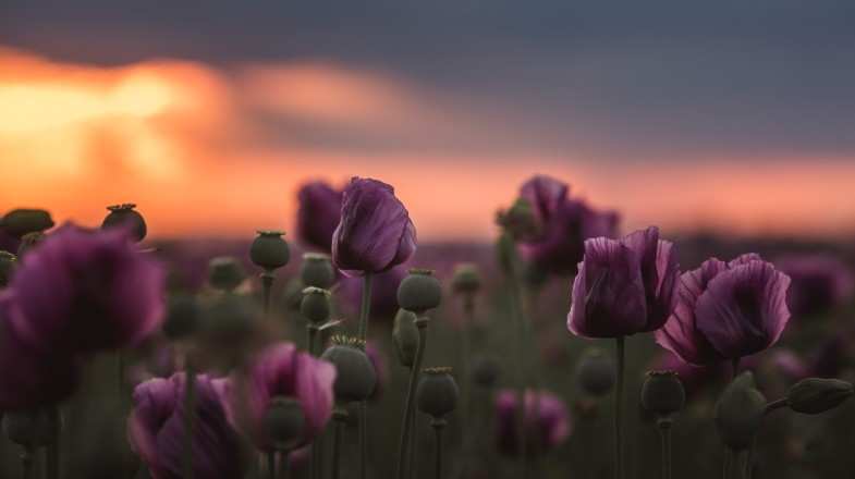 You can see Lilac Poppy flowers during sunset in Hungary in May.