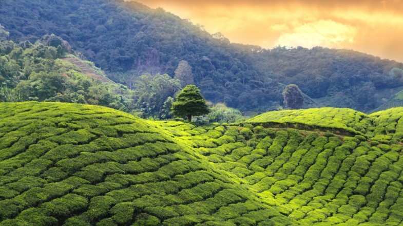 View of tea plantation farm in India during August