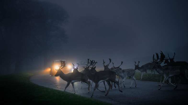 Herd of fallow deer crossing a road, in the headlights of distant cars in Ireland in December.