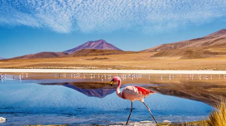 Pink Flamingoes at the Ruta de las Joyas altoandinas in Bolivia.