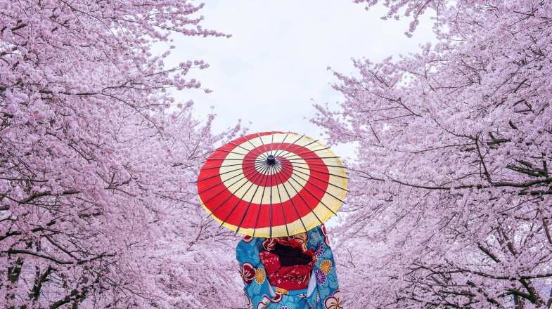 Woman wearing traditional kimono around cherry blossoms in Japan in April.