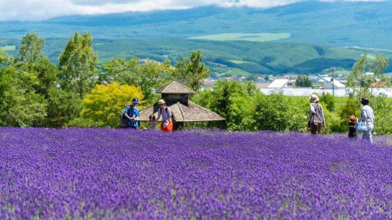 Lavender flowers field on a summer day with natural background in Japan.
