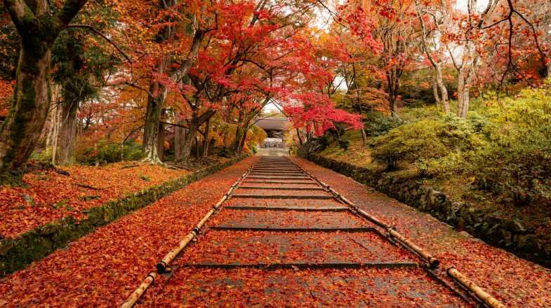Fallen red leaves at Bishamondo, Kyoto's outskirt district during autumn.