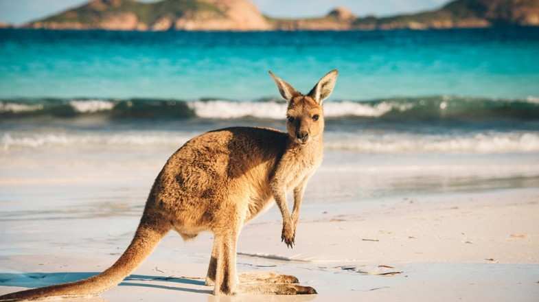 Kangaroo Island provides opportunities to view rare and endangered wildlife, travel across rugged and pristine coastline and trek through deserted forests