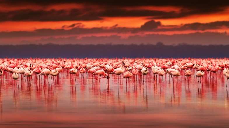African flamingos in Kenya in December