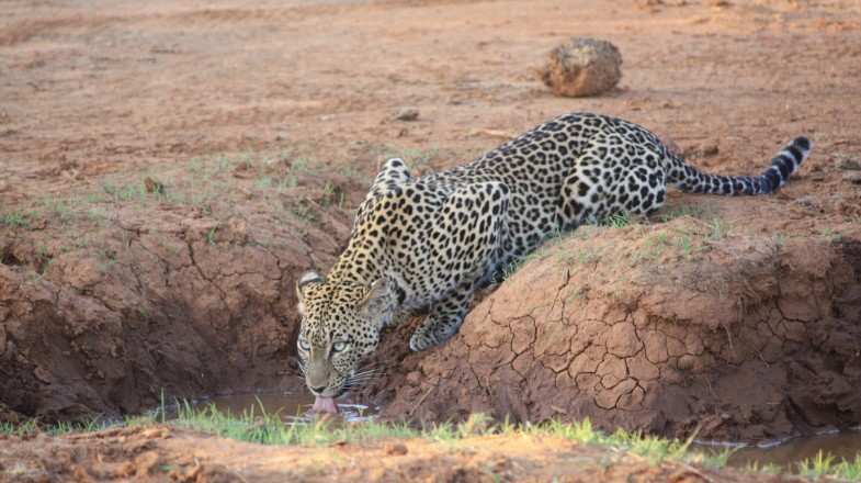 African Leopard after the monsoon in Kenya in March