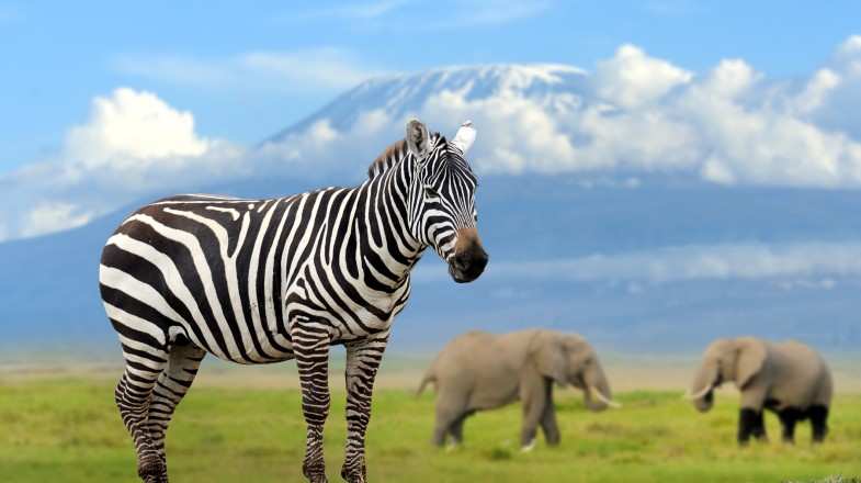 Zebra on elephant and Kilimanjaro in Kenya in May