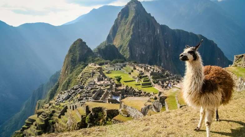 Llama spotted in Machu Picchu during summer in Peru.