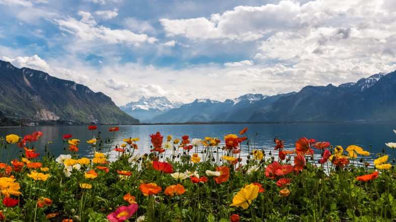 Watch colorful poppies grow in Montreux in Switzerland in May.