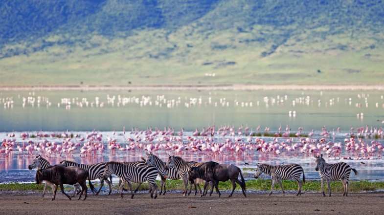 Zebras and wildebeest in Ngorongoro Crater