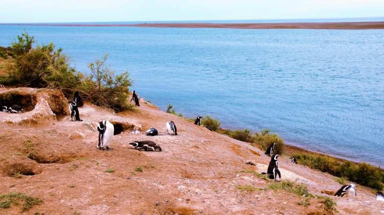 A colony of Penguins close to ocean at Peninsula Valdes in Patagonia in March.