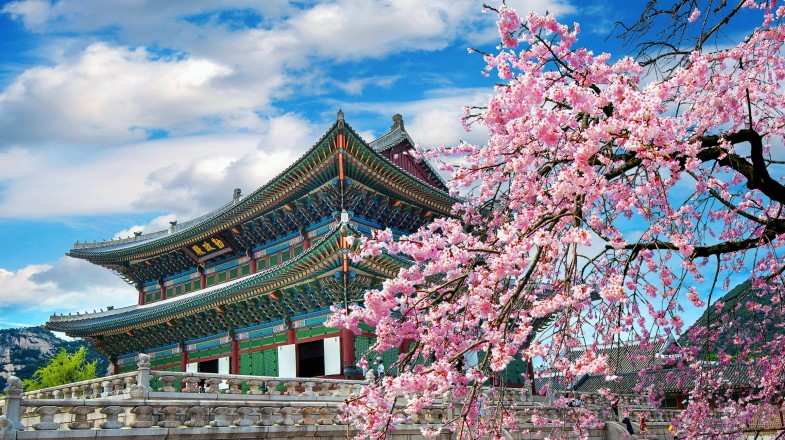 Include watching cherry blossoms and traditional buildings in your South Korean itinerary.