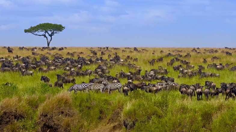 Wildebeests and Zebras spotted during the Great Wildebeest Migration.