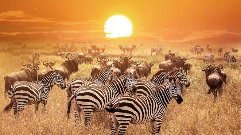 Include witnessing the Great Migration while planning a trip to Tanzania.