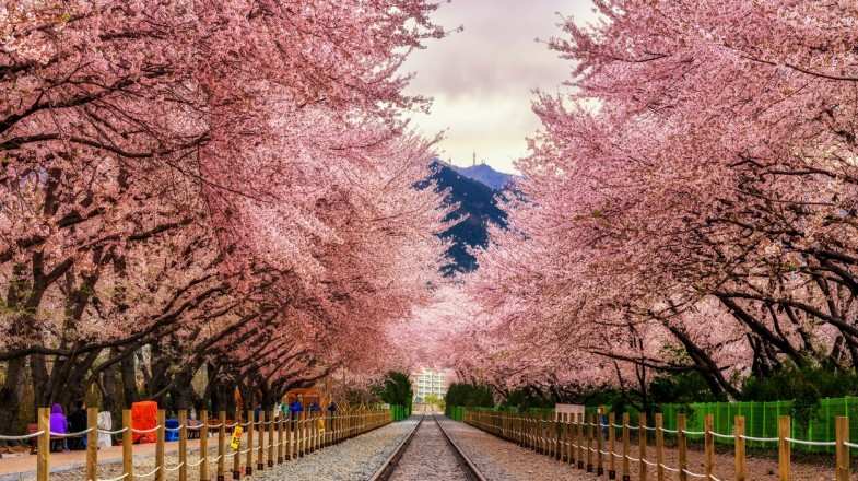 Gyeonghwa Station is a scenic spot in South Korea famous for its cherry blossom lined train station.