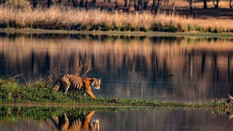 A Majestic Bengal Tiger in India in November