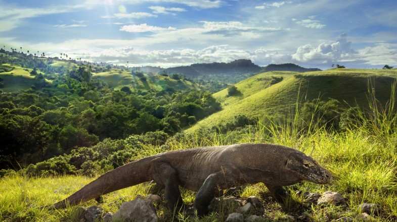 Watching the Komodo dragons is the reason for visiting the Komodo Island