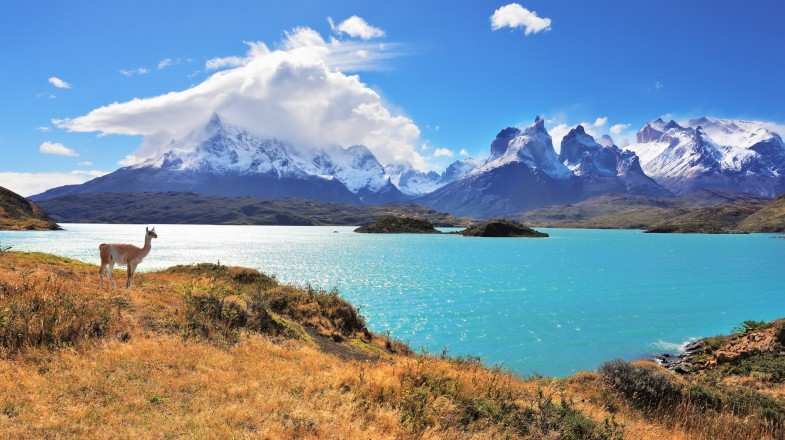 Torres del Paine National Park with silhouette guanaco on the lake Pehoe during summer in Patagonia.