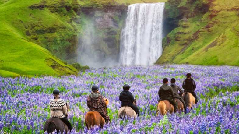 People riding horses amidst spring blooms on their trip to Iceland in May.