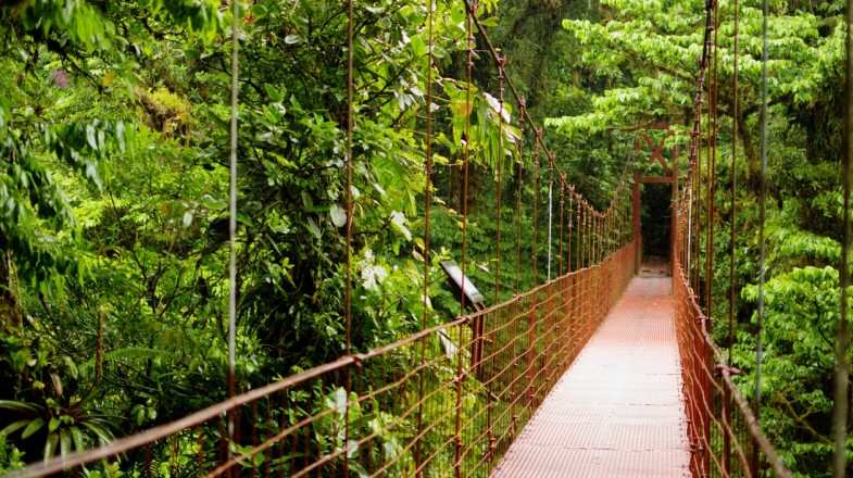 Include a visit to Monteverde Cloud Forest Reserve on a two-week Costa Rica itinerary.
