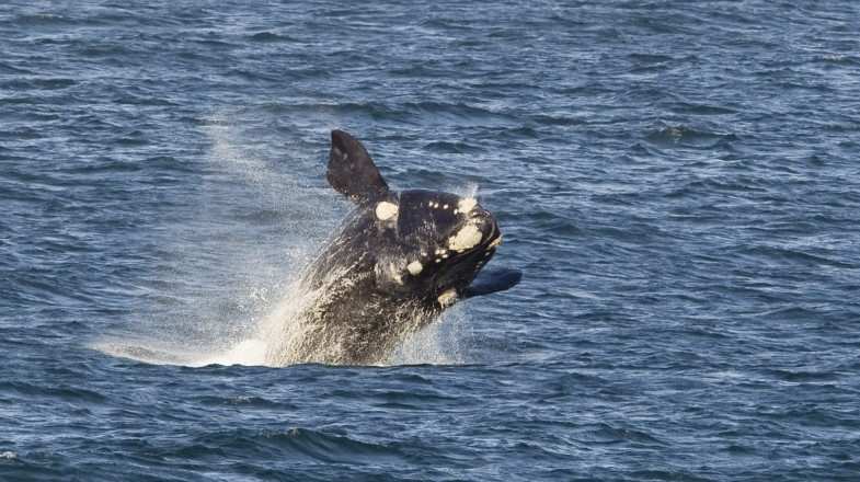 Hermanus is a prime destination for those hoping for a close encounter with some of the largest animals on our planet.