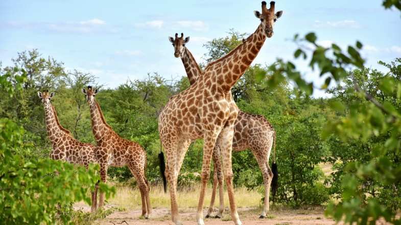 Watch giraffes wonder in the national parks in South Africa in December.