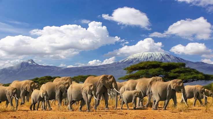 Get this view of Mount Kilimanjaro while spending 2 weeks in Tanzania.