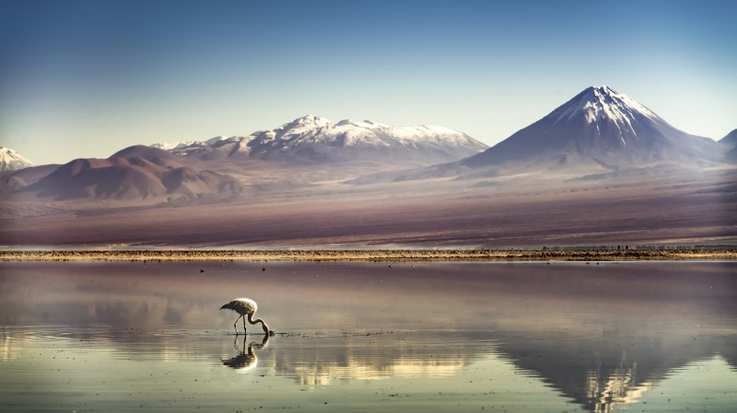 Flamingo and volcano in Chile