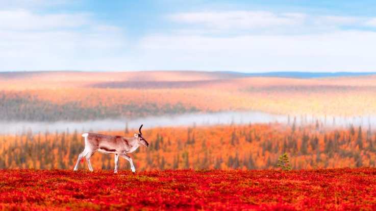 Unicorn Reindeer on an autumn morning in Finland in September