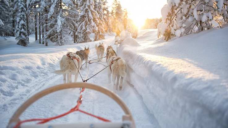 Experience Siberian Huskies Lapland slee trekken while spending 7 days in Finland.