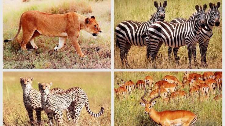 Kenya Vs Tanzania safari: a collage of animals found in these countries.