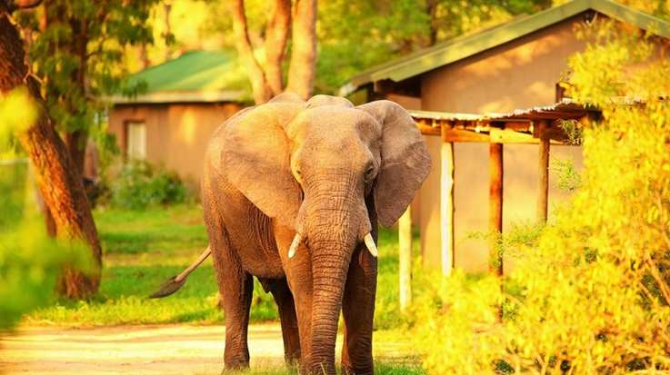 An elephant spotted outside one of the rest camps at Kruger National Park.