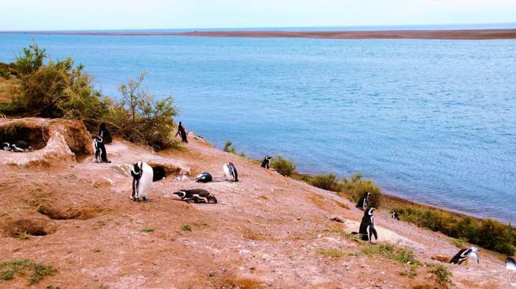 A colony of Penguins close to ocean at Peninsula Valdes in Patagonia in March.