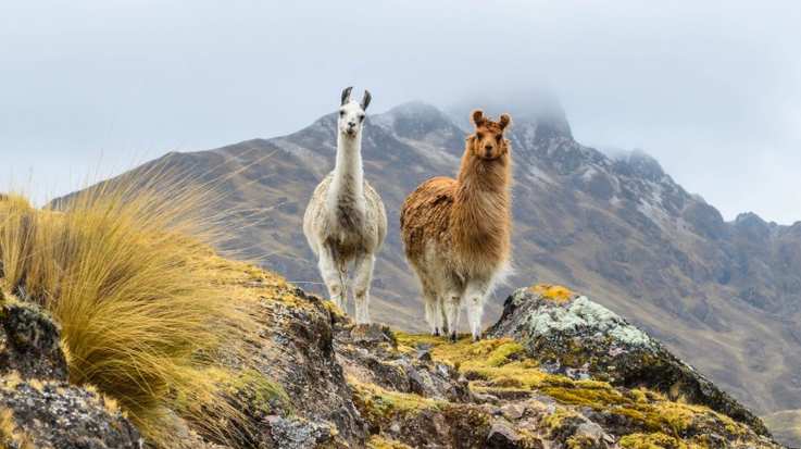 Llamas wandering the mountains of rural Peru in July