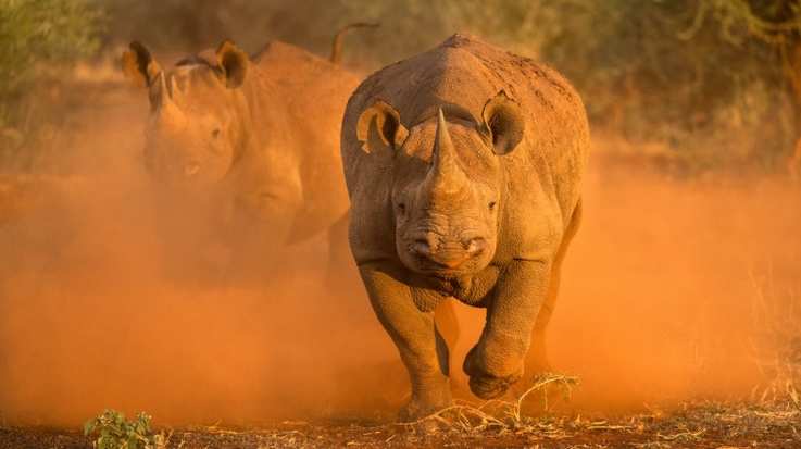 Two female black rhinos kicking up red dust in the Madikwe Game Reserve in South Africa in May.