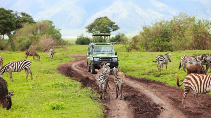 Game drive in the Serengeti National Park