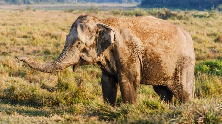 See elephants in Chitwan National Park when you tour in Nepal in February.
