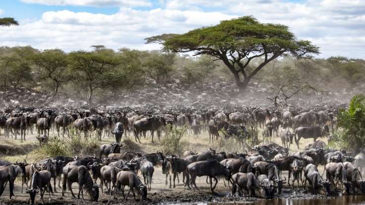 Sighting of the start of wildebeest migration in Tanzania in July.