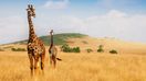 Visit Masaai Mara to spot giraffes and other animals during your 7 days in Kenya.