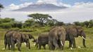 A herd of elephants as seen in Tanzania in January.